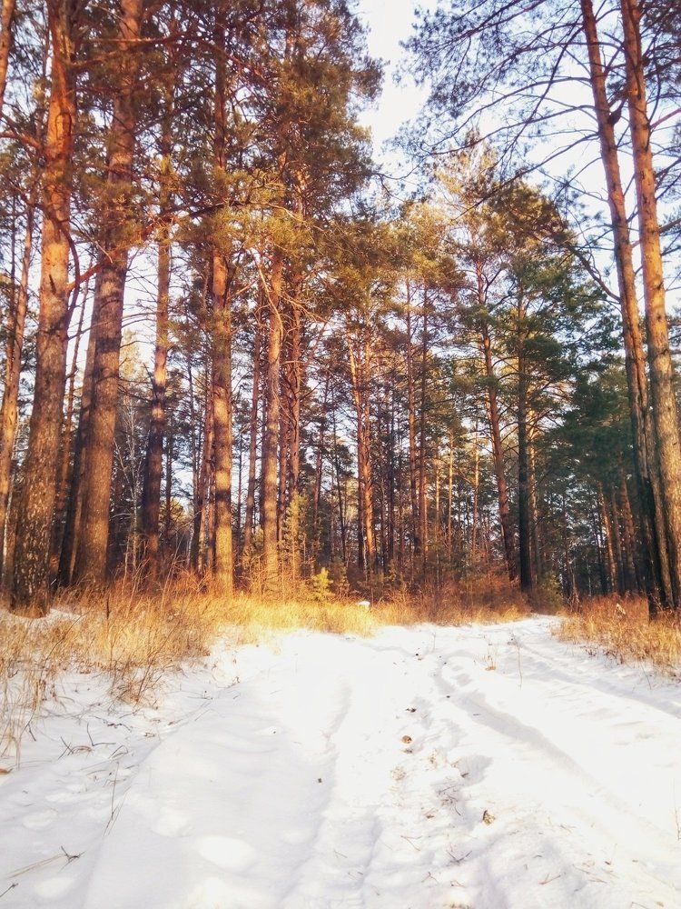 Солнечный день