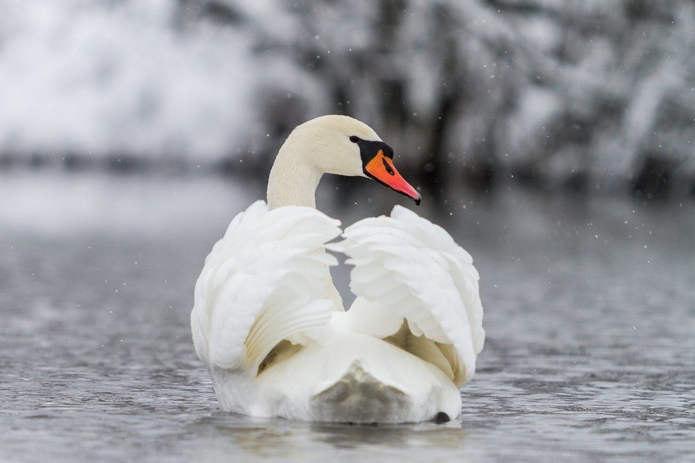Лебединая история