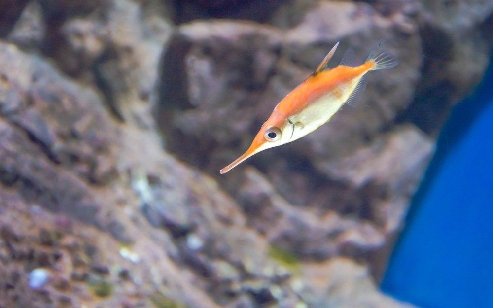 Одиночество в океане