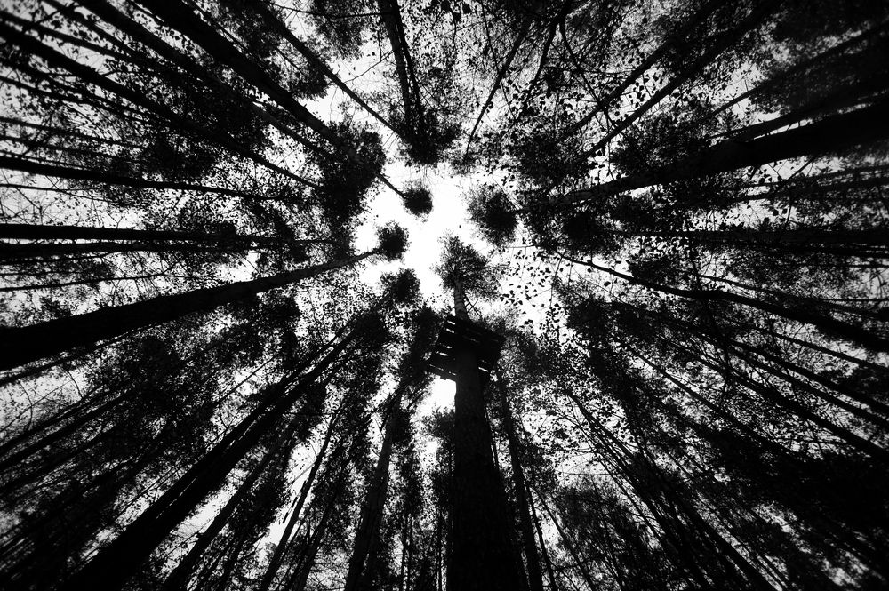 Ежик в тумане...