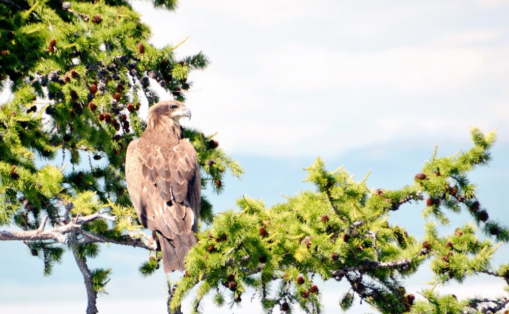 Беркут на лиственице, озеро Хубсугул, монголия.