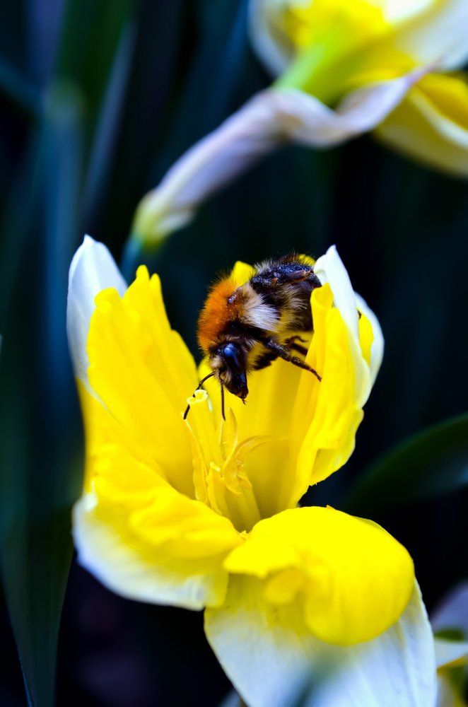 Шмель и нарцисс