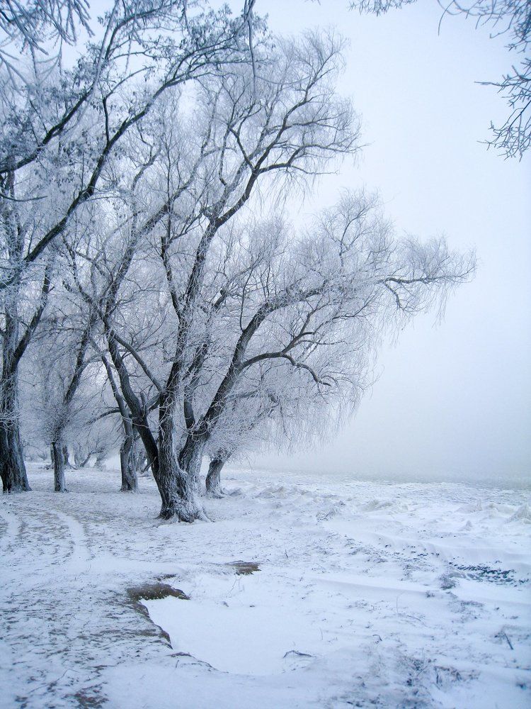 Misty morning