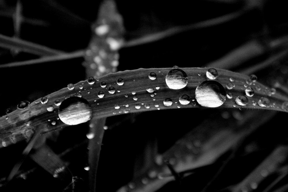 Серебро осенних рос