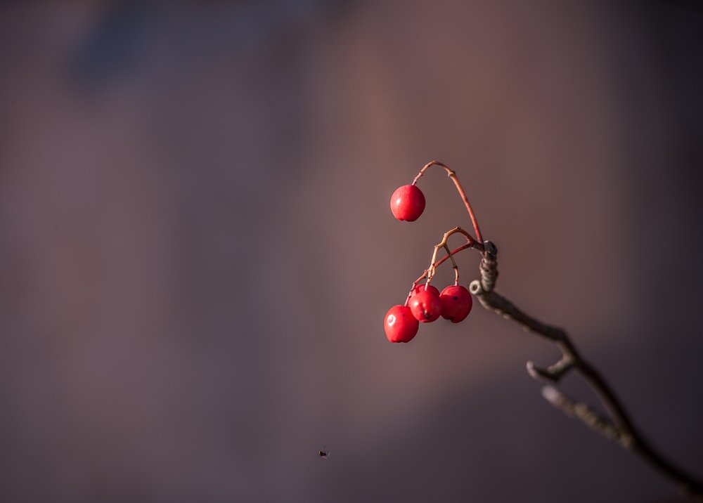Рябина и паук