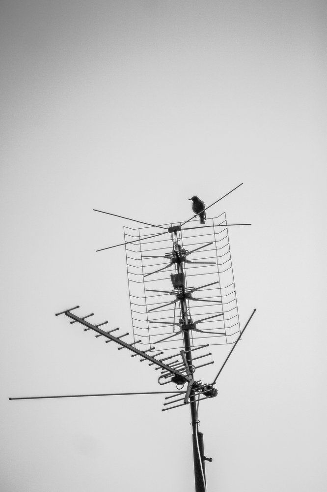 Дрозд на антенне