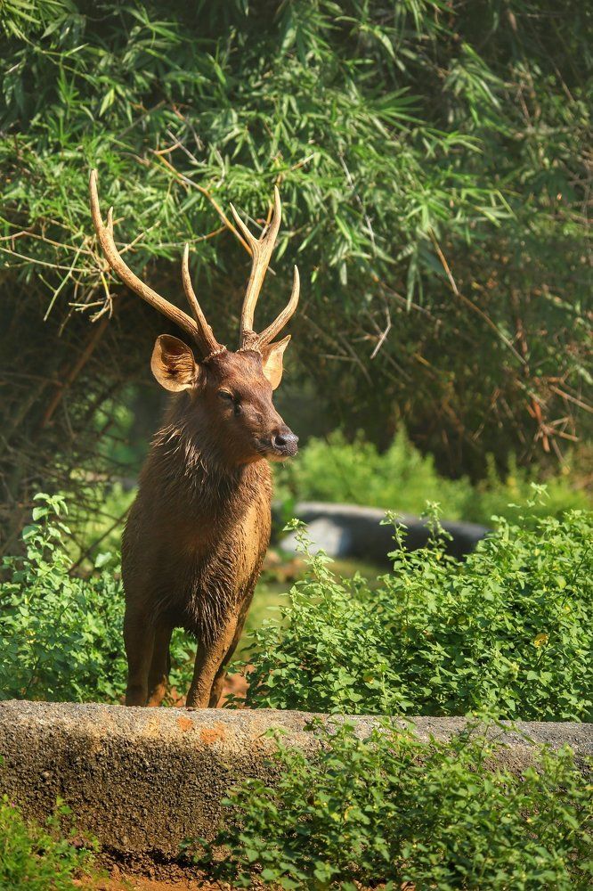 Rein deer