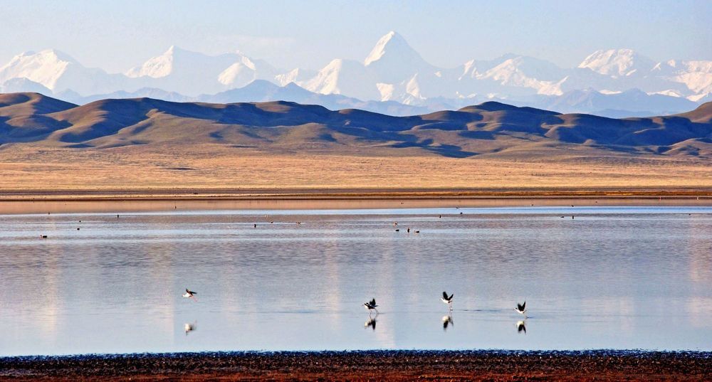 Кулики и огари в Центральном Тянь-Шане