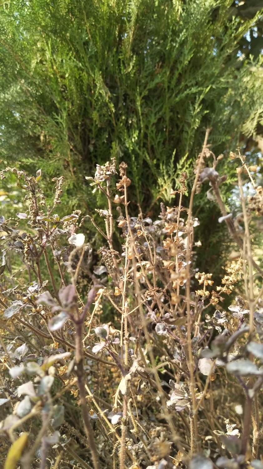 Nature