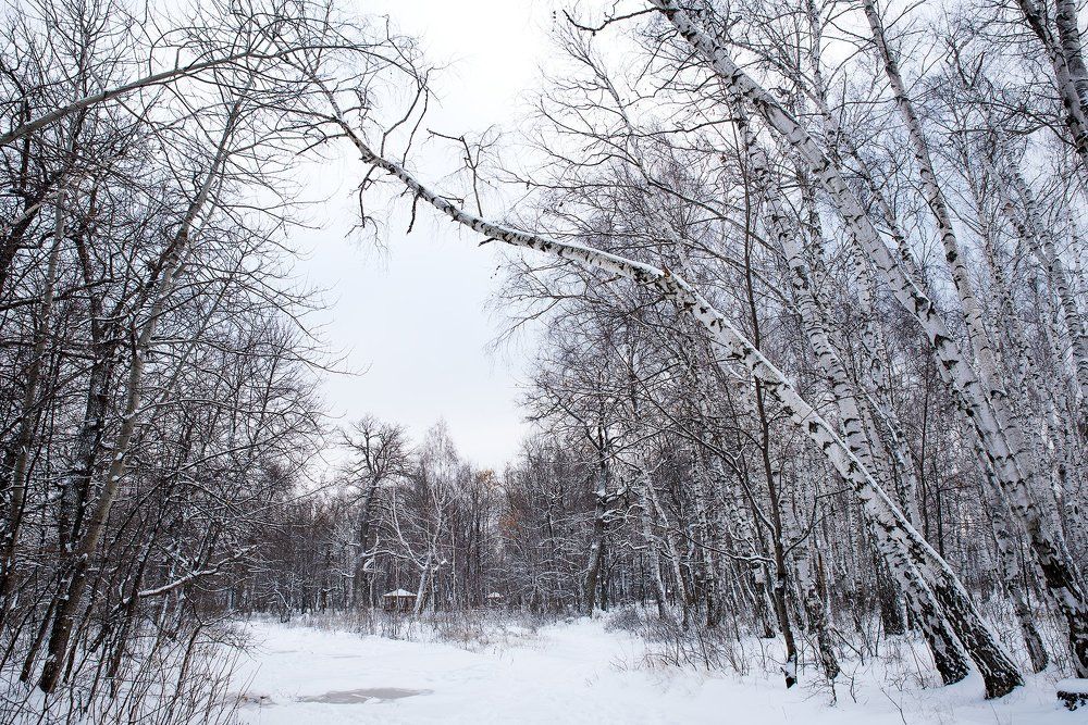 Посыпало березы белым серебром...