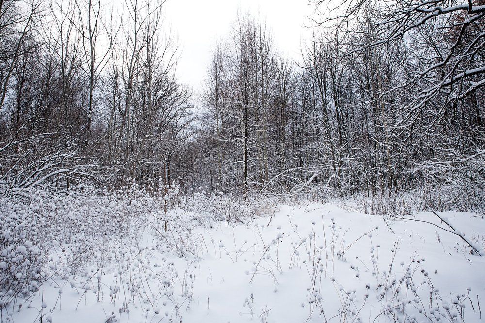 Заснеженный лес