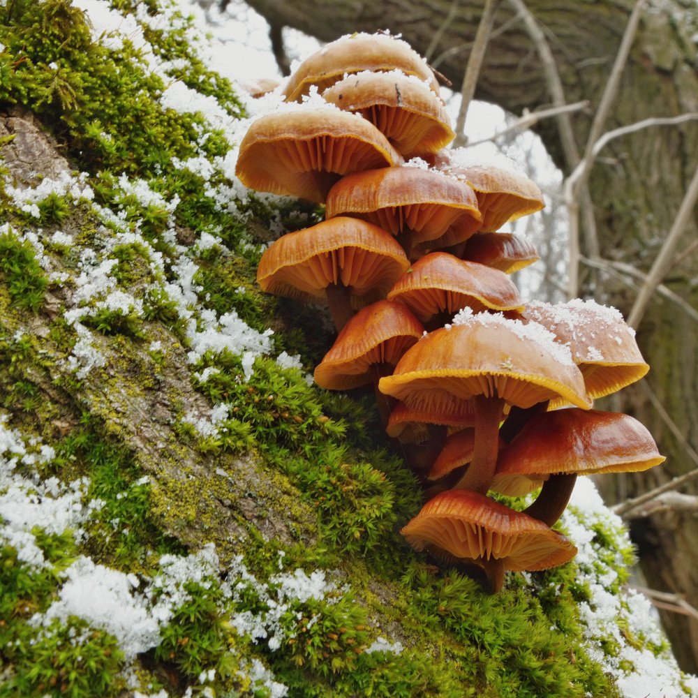 "Подснежники"