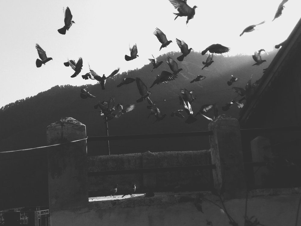 Birds
