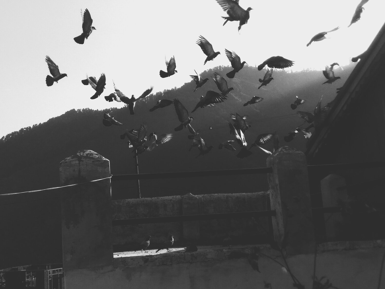 Birds