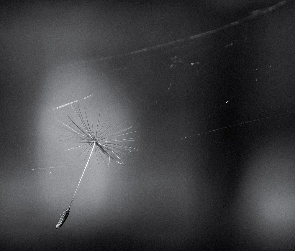 Попался в сети