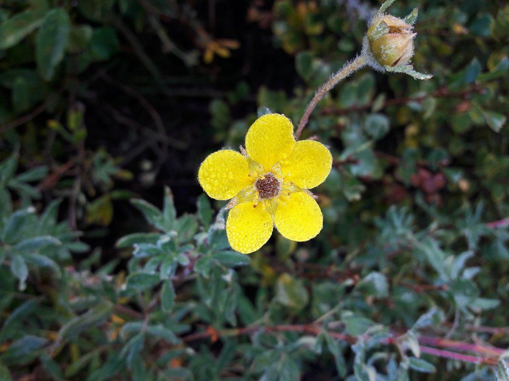 утренний чай