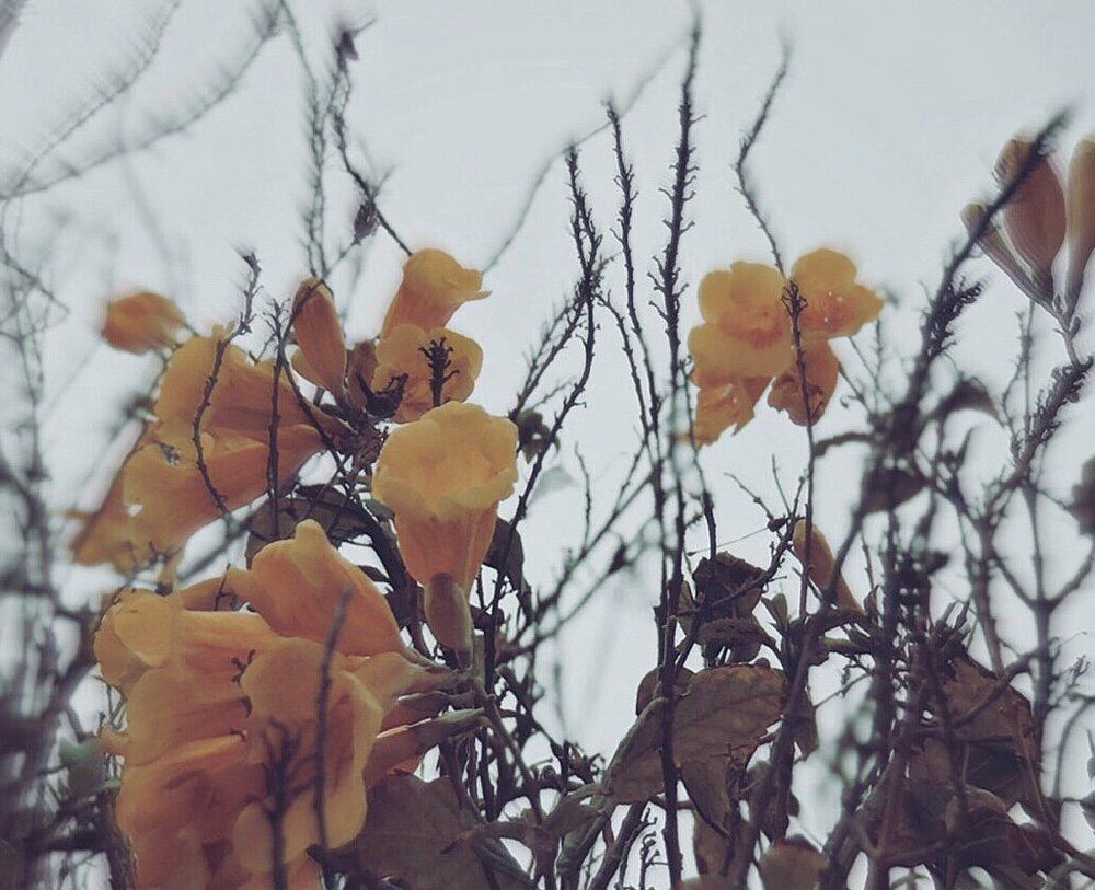 Во снах цветов