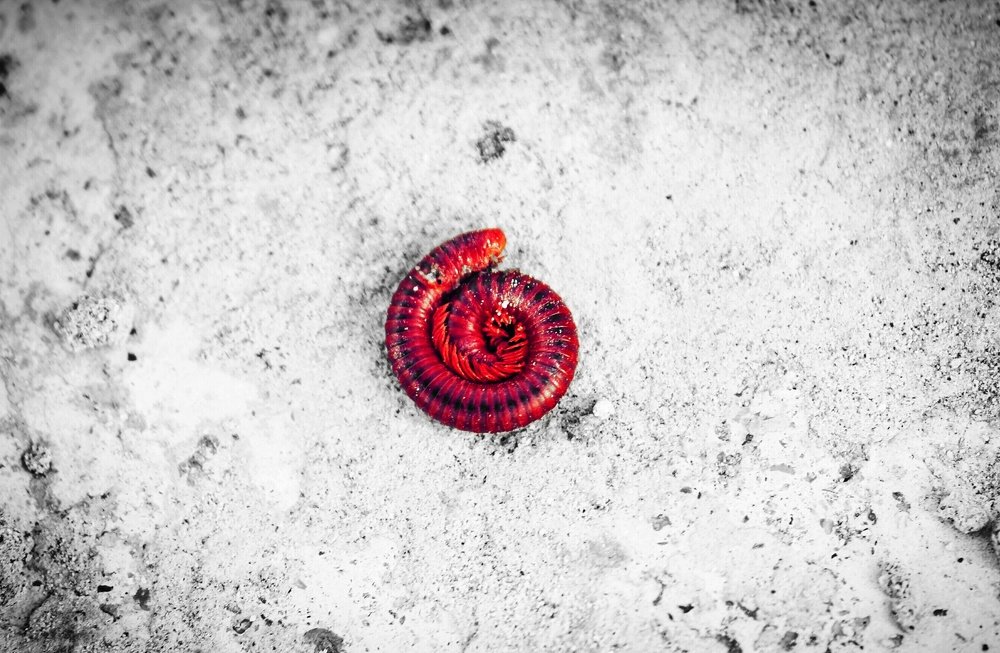 Red Worm