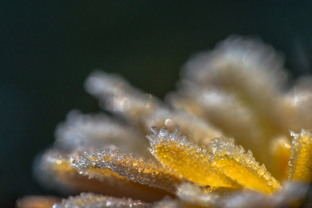 Мохнатый иней