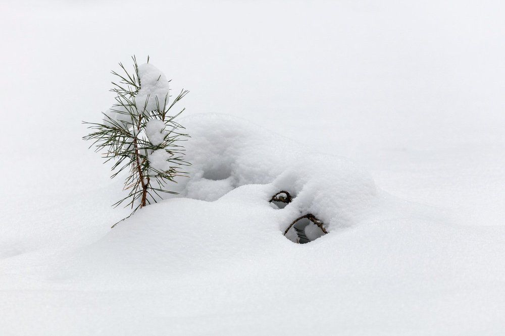 Снег. Жизнь.
