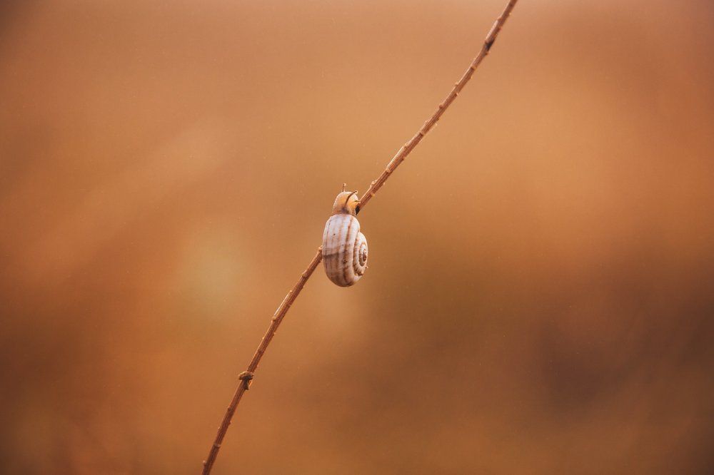 Природная симметрия