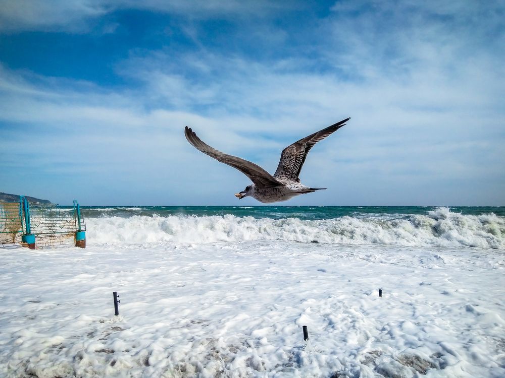 Пролетая над волнами