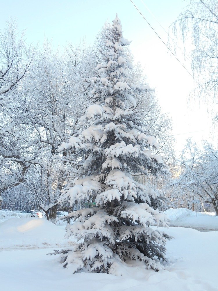 Красавица