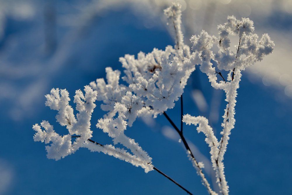 Летние цветы и зимой выглядят великолепно.