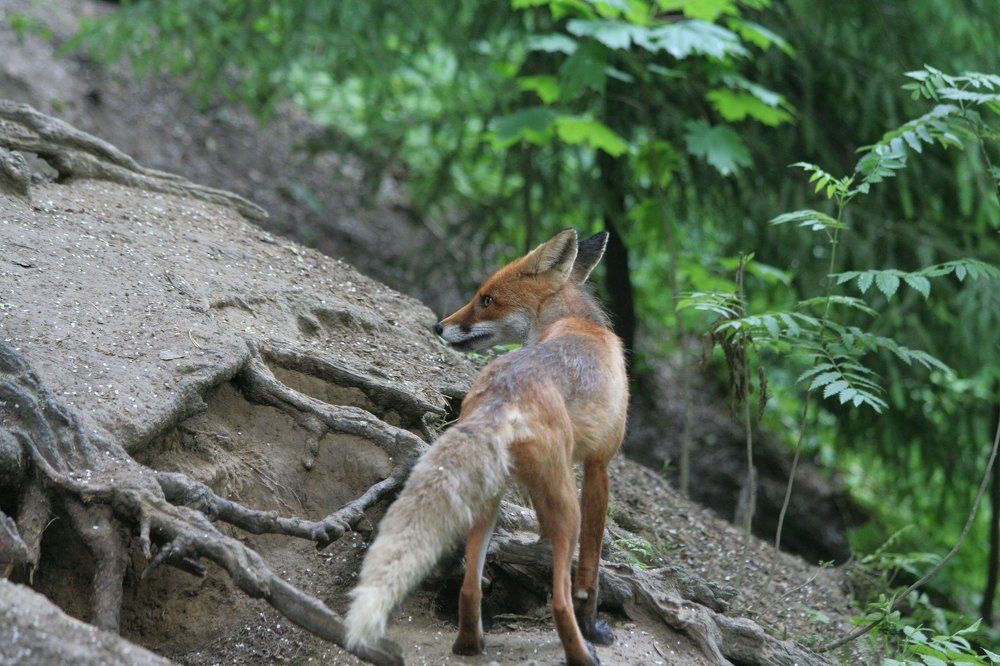 Красавица лисица