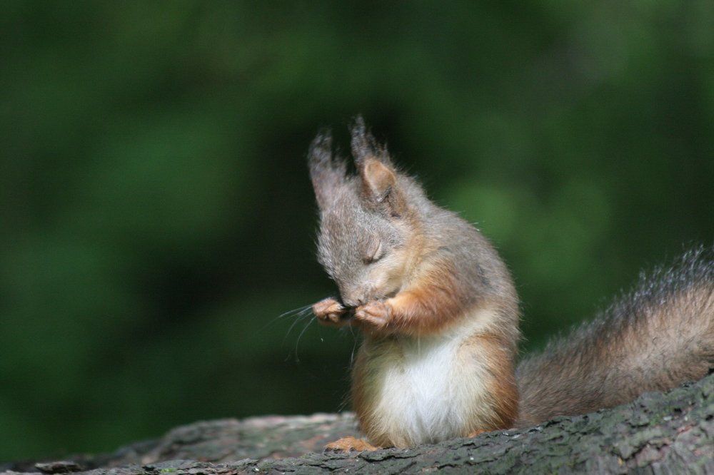 Сонный бельченок