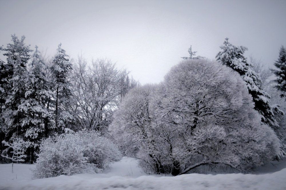 В снежных нарядах