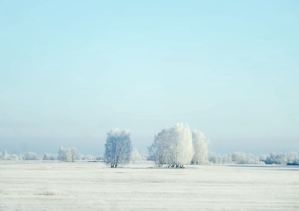 Белым белым белым