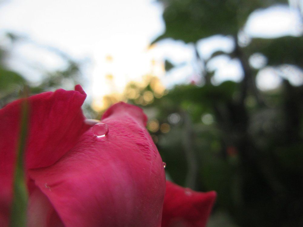 water drop ON ROSE
