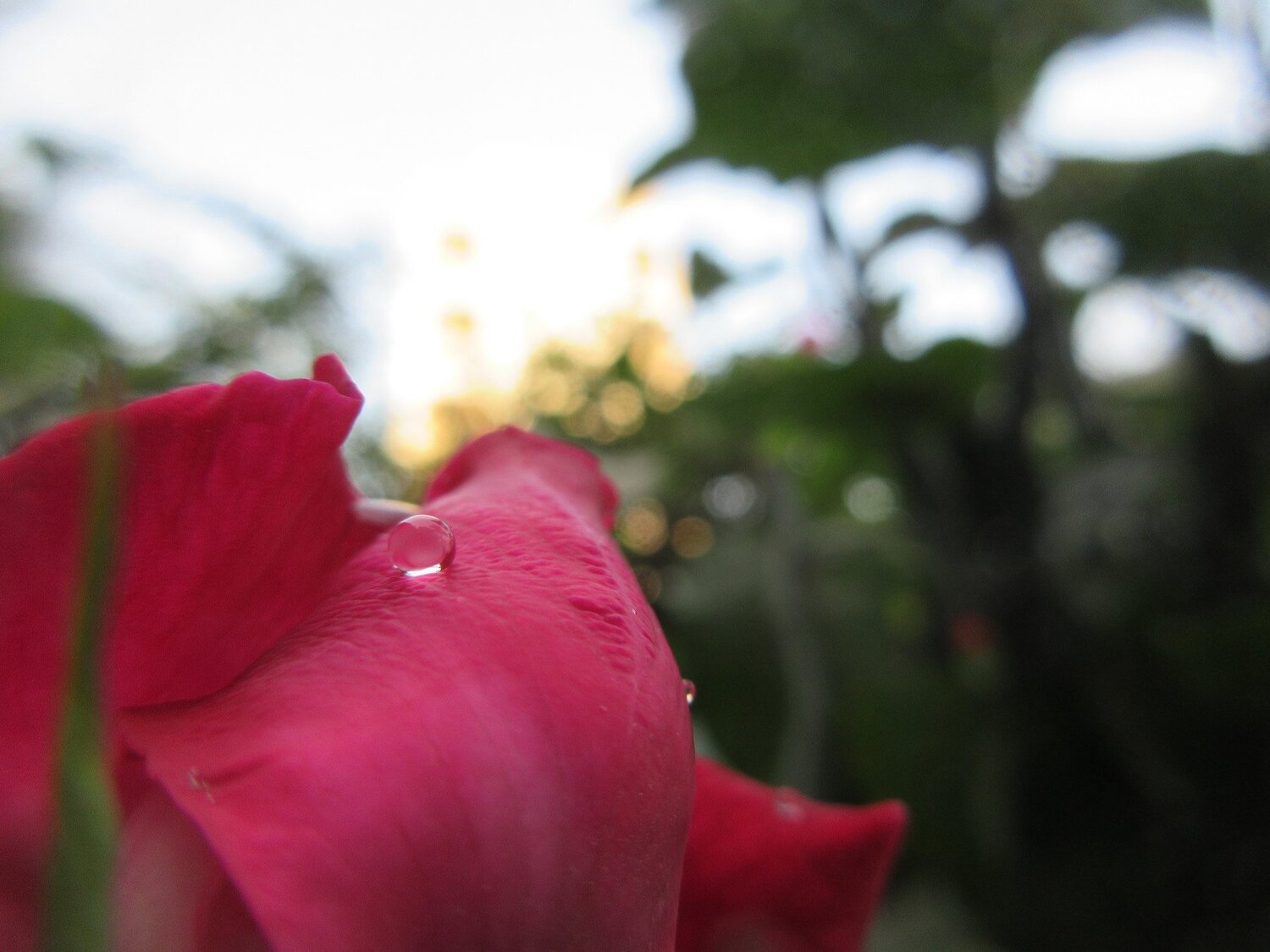water drop ON ROSE