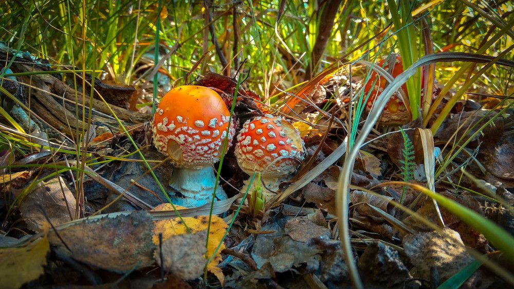 Мухоморчики