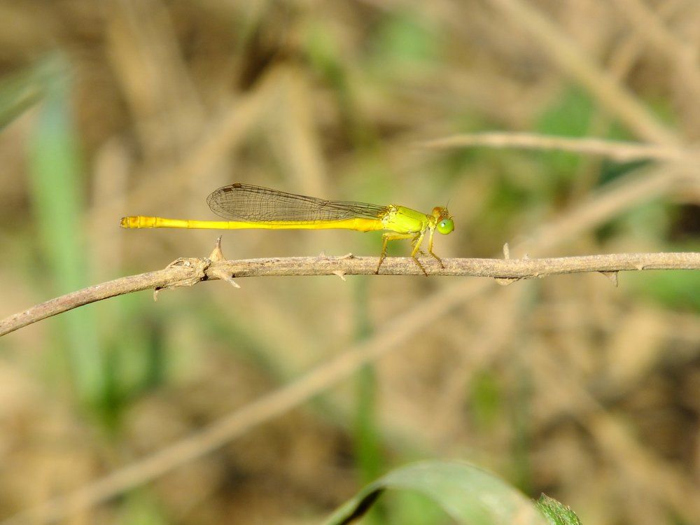 Fly at Rest