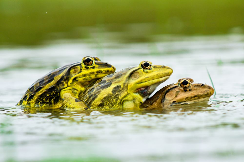 Frog mating