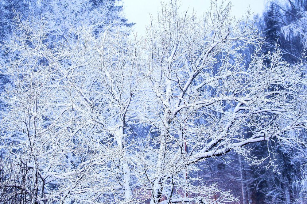 В белом пуху