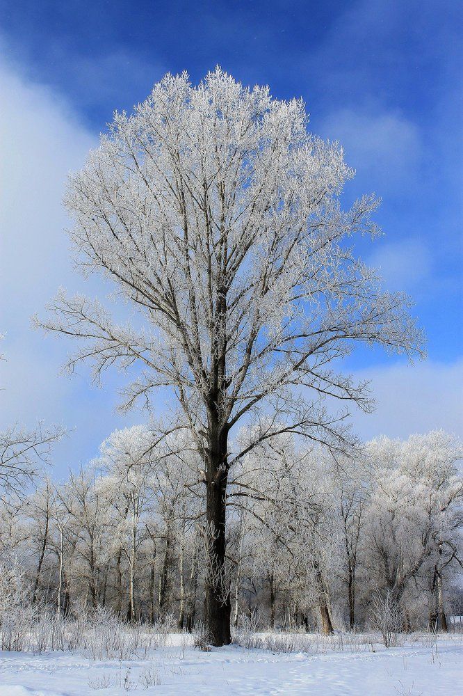 Утренний иней