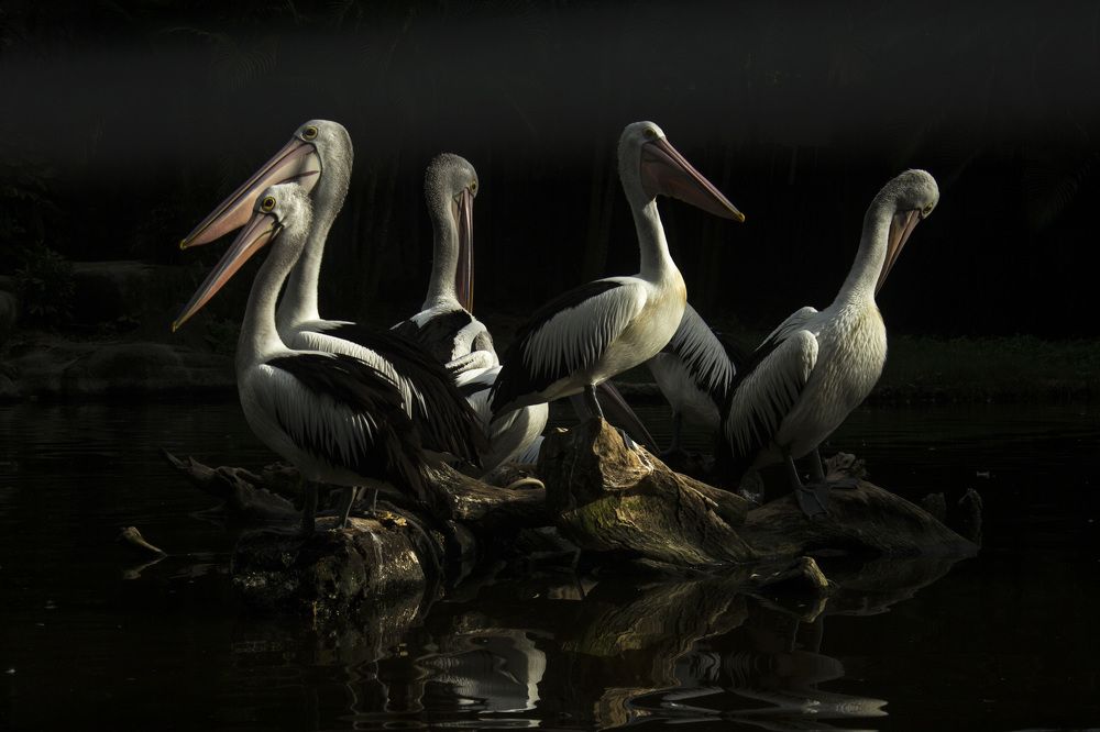 Australian Pelicans