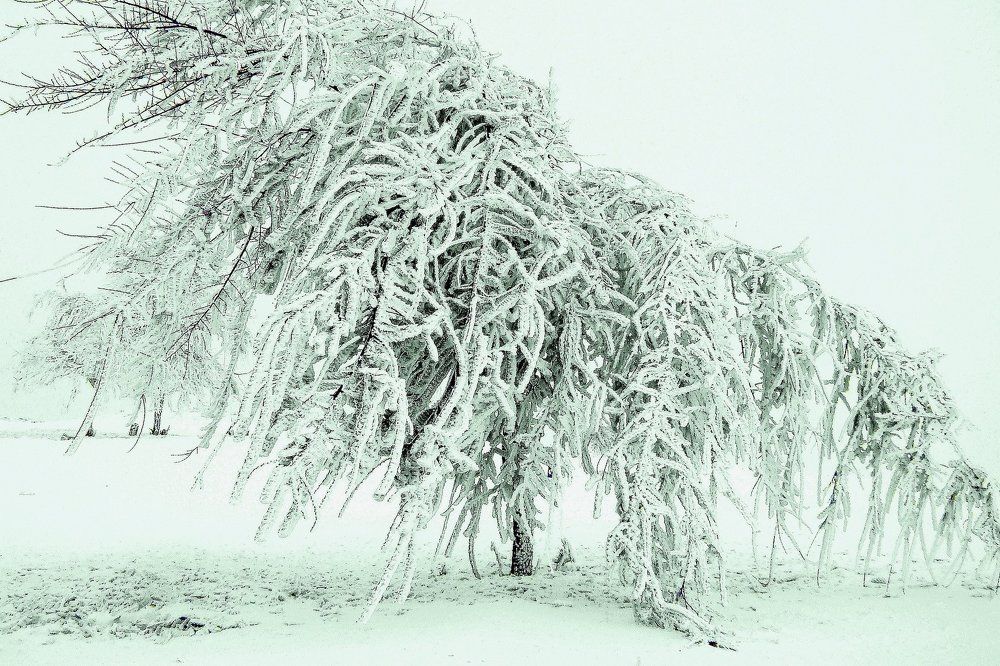 В зимнем наряде