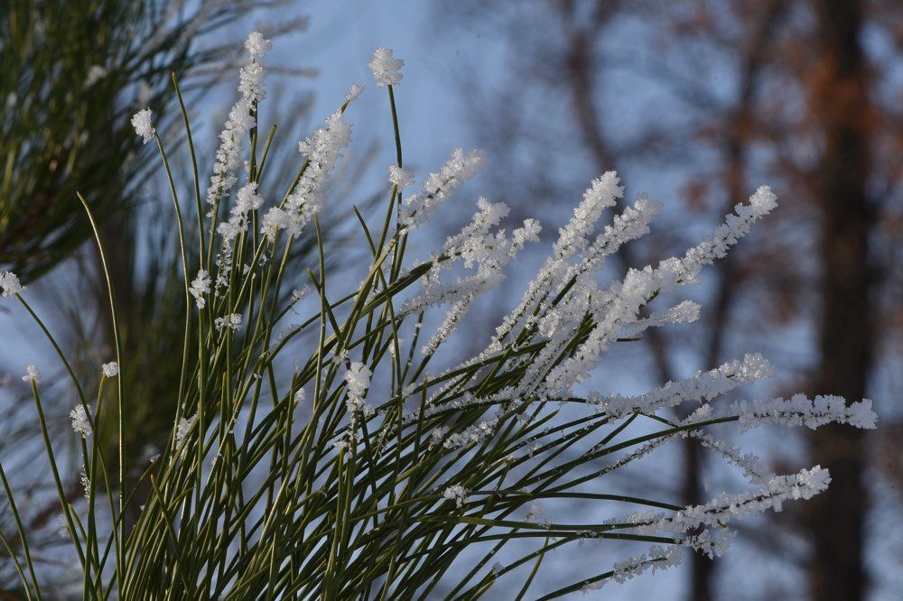 Зимний букет