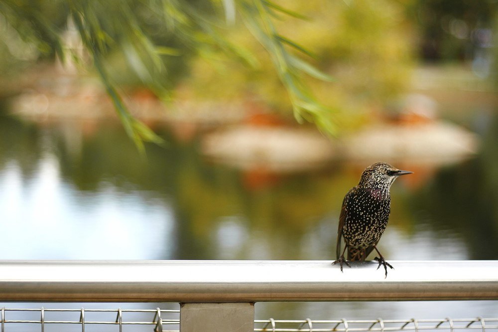 Скворец молодец