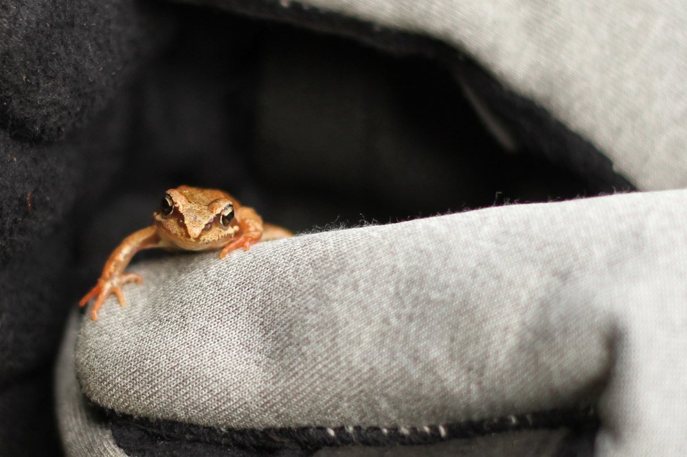 Царевна лягушка