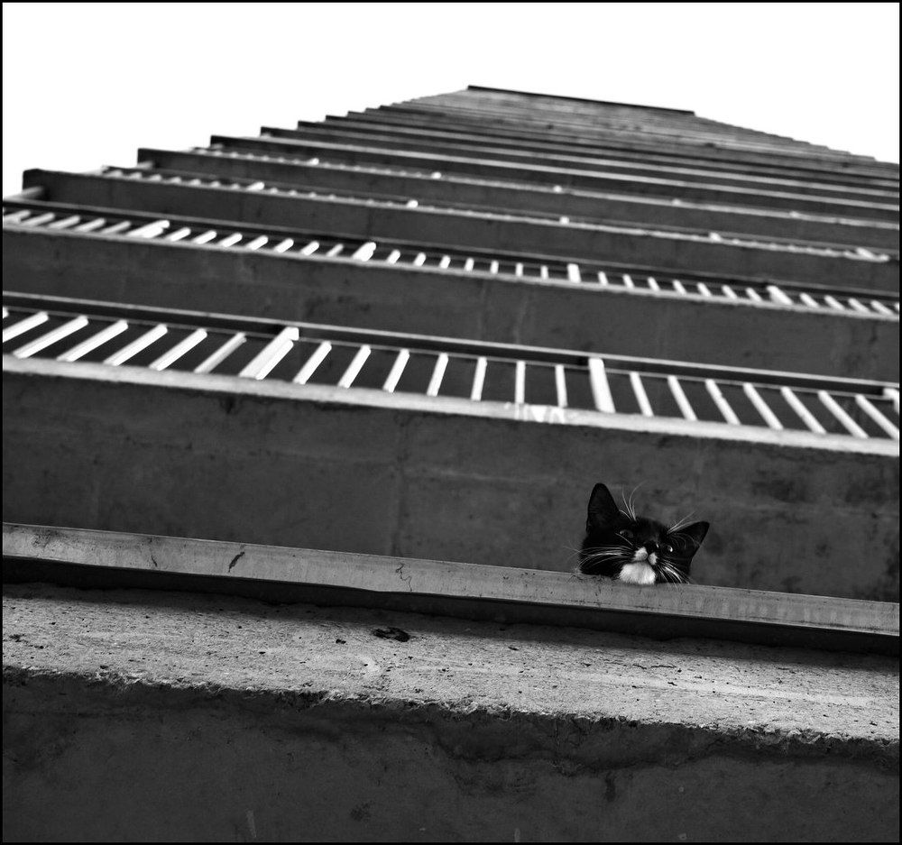 "Грусть-печаль моя"