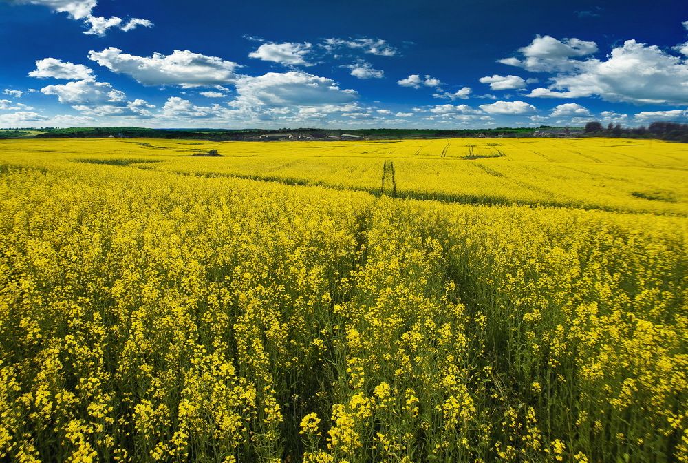 Фотография автора Максим Батурин