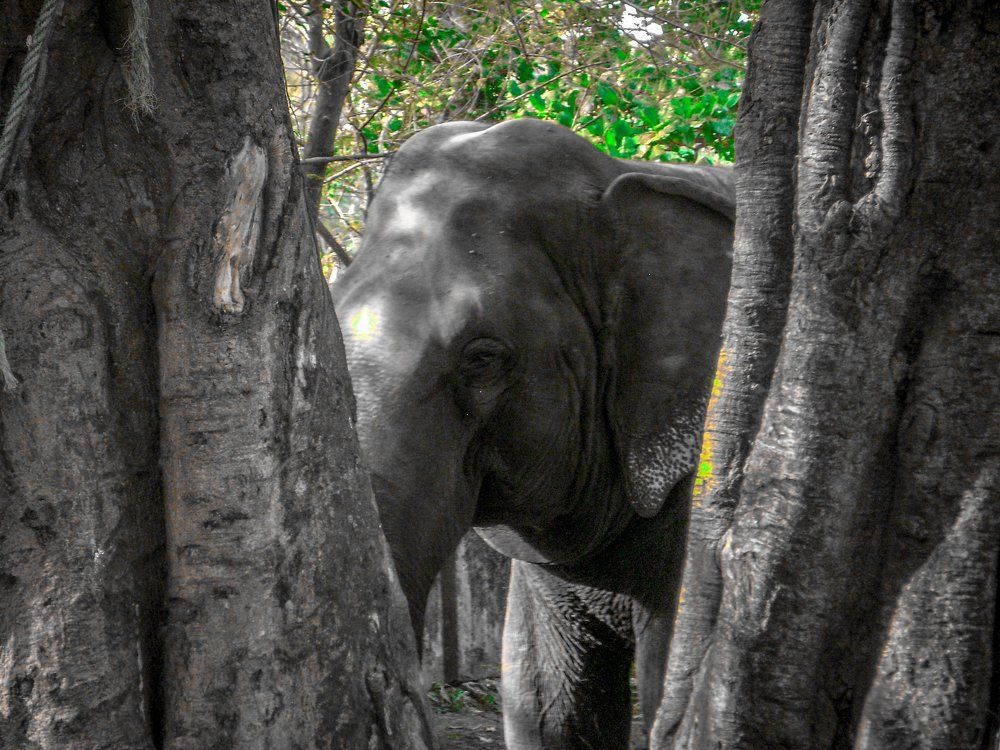 Elephant