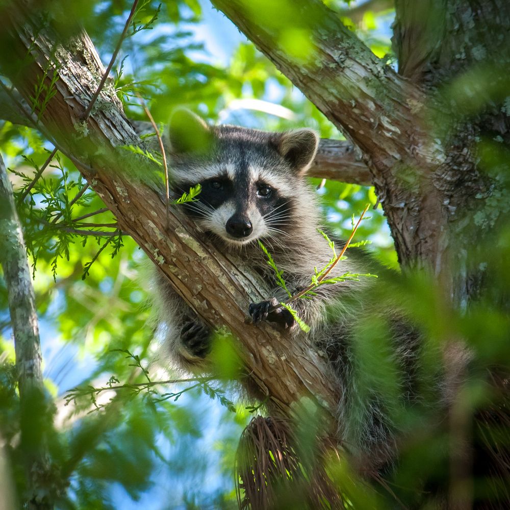 Енотик | Racoon