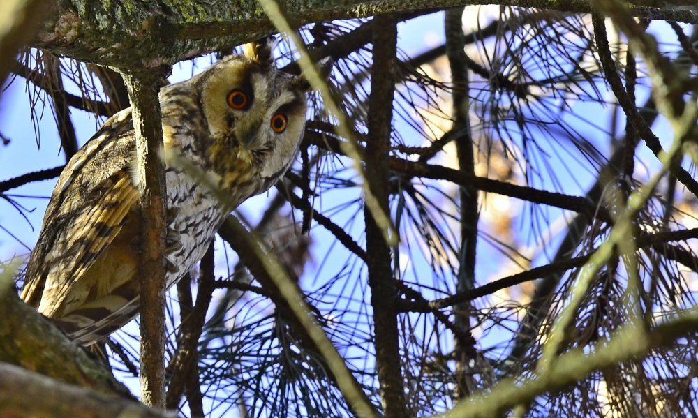 Ушастая сова.