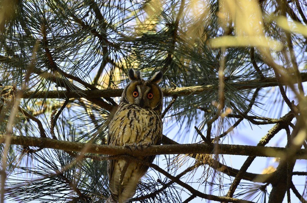 Ушастая сова.